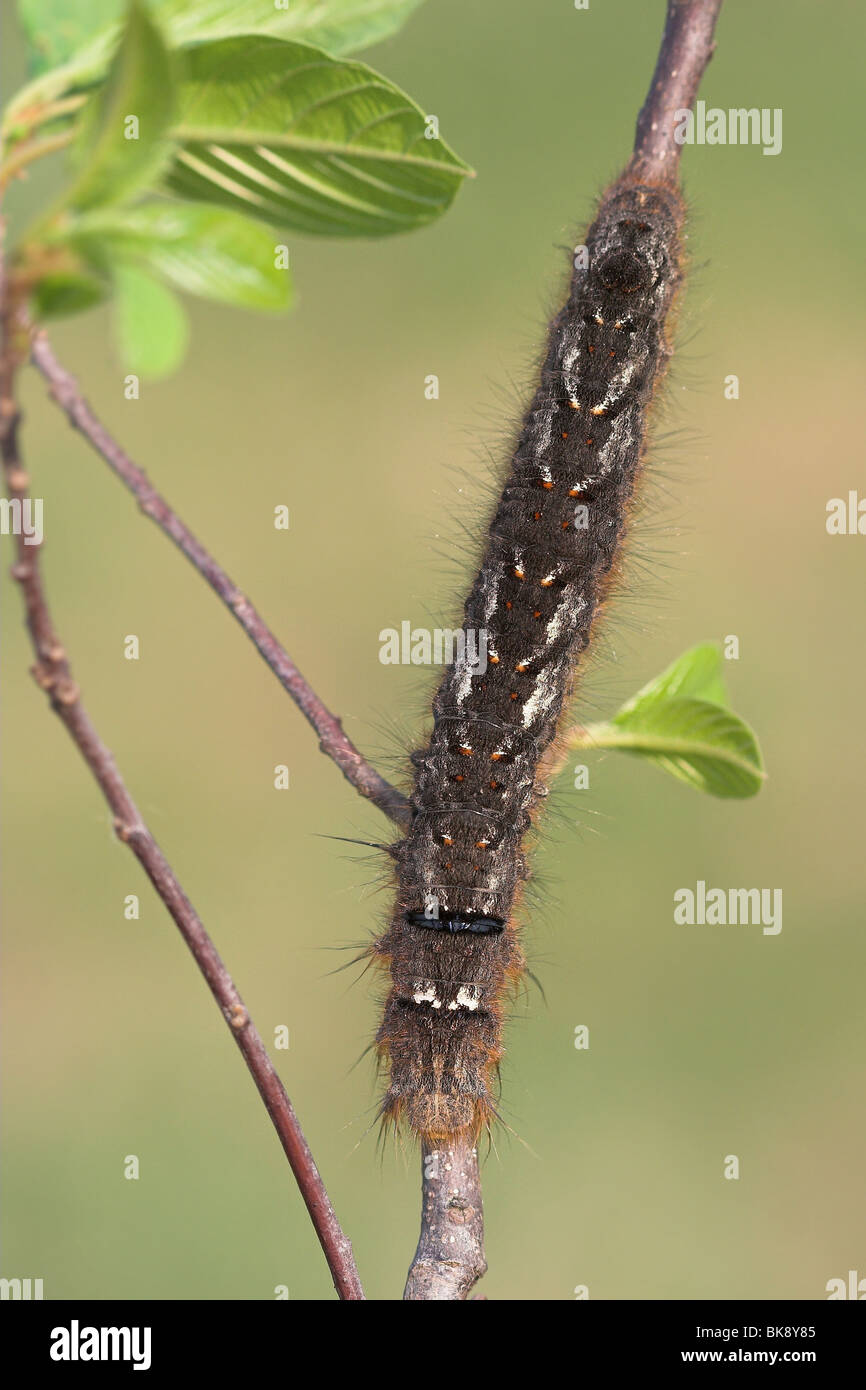 Lappet caterpillar Stock Photo