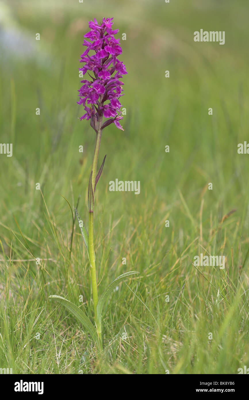 Narrow-leaved Marsh Orchid Stock Photo