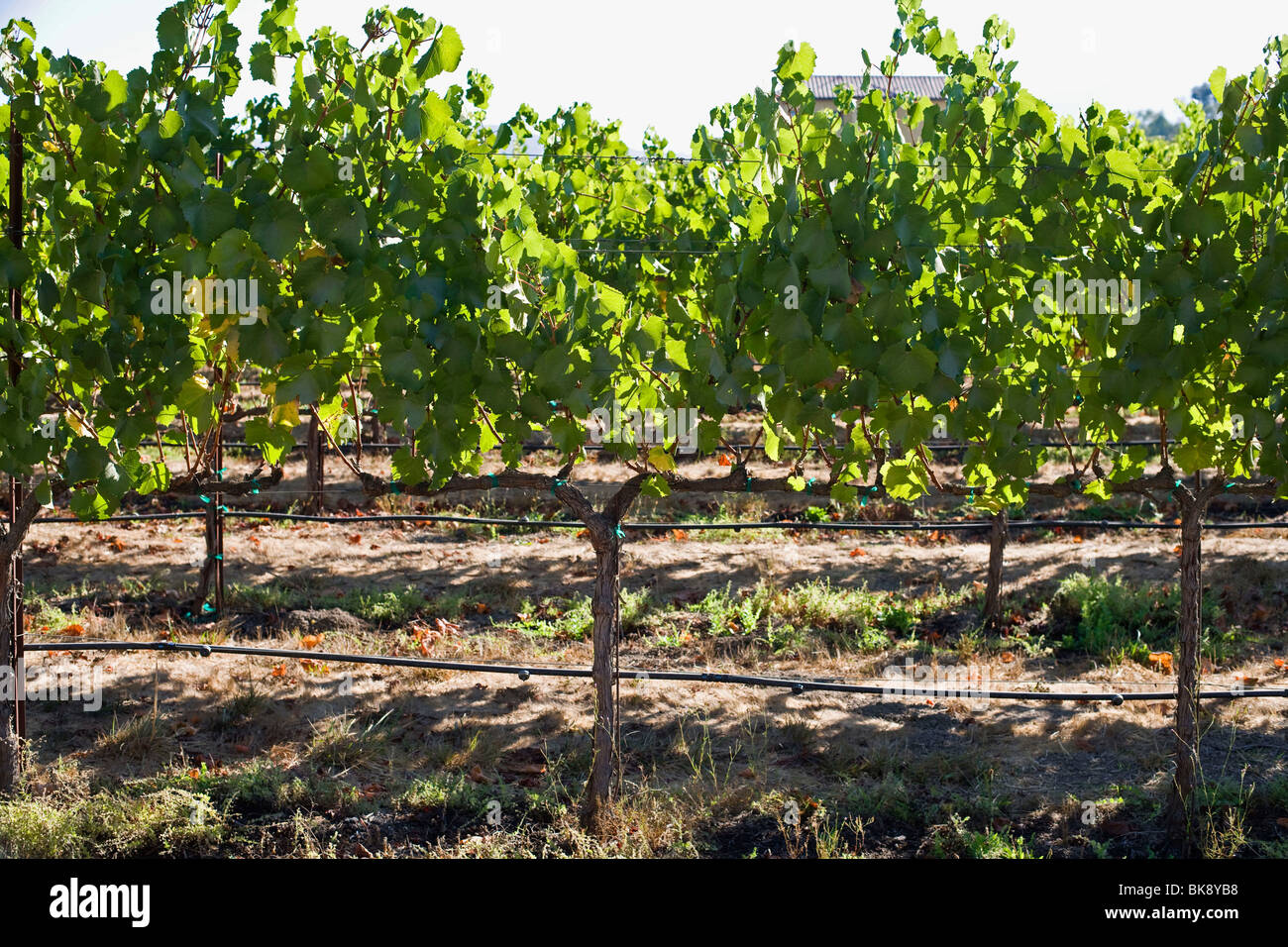 United States wine growing in California Stock Photo Alamy