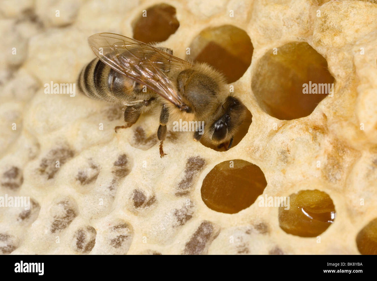 Bee Stock Photo