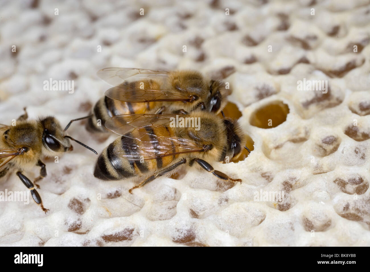 Bees Stock Photo