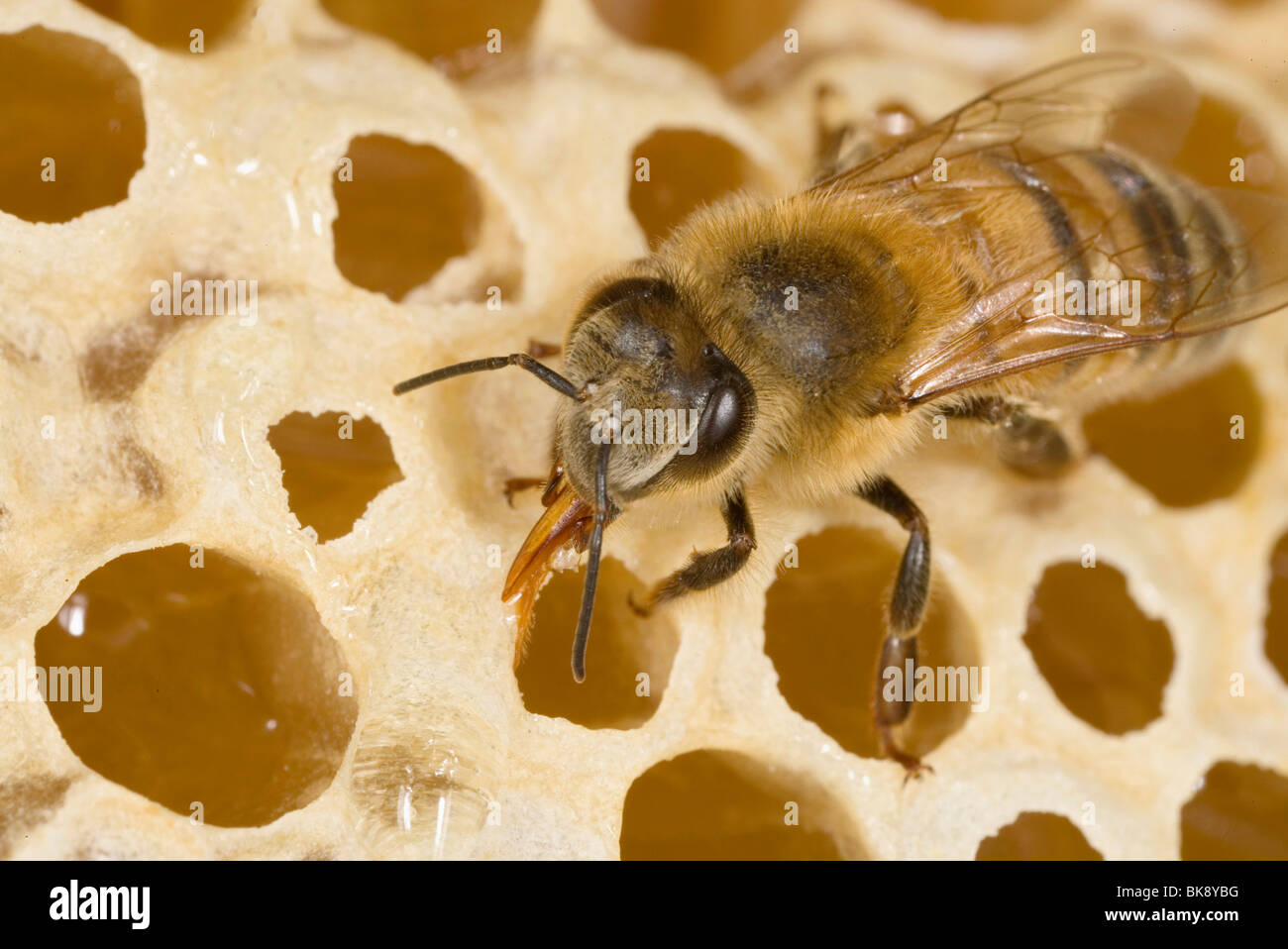 Bee Stock Photo