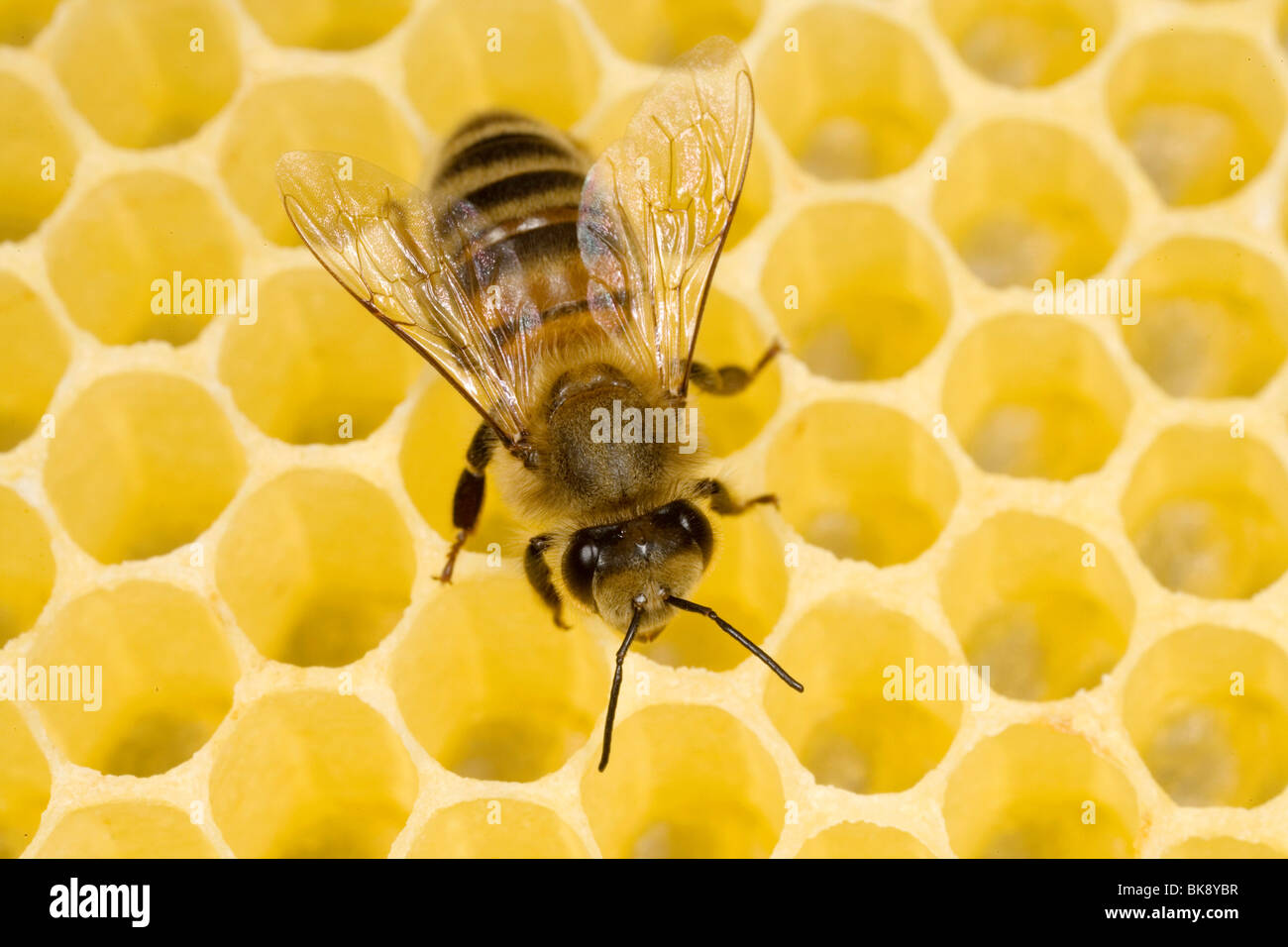 Bee Stock Photo