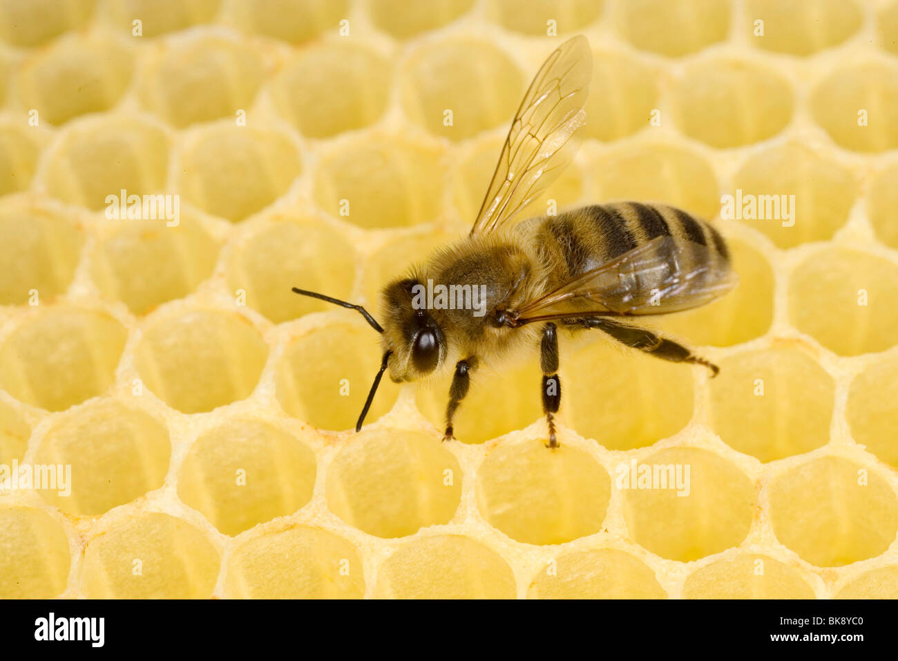 Bee Stock Photo