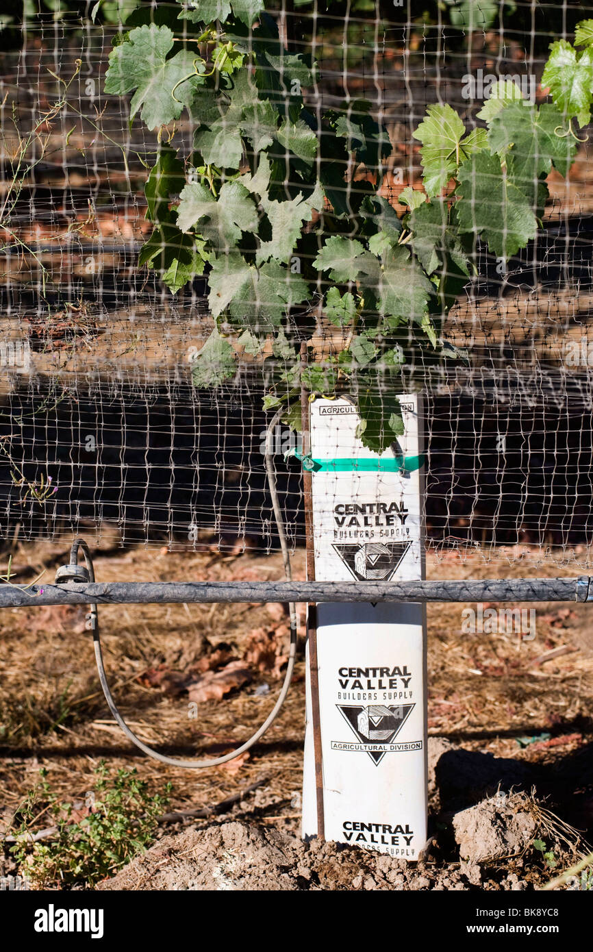 United States wine growing in California Stock Photo Alamy