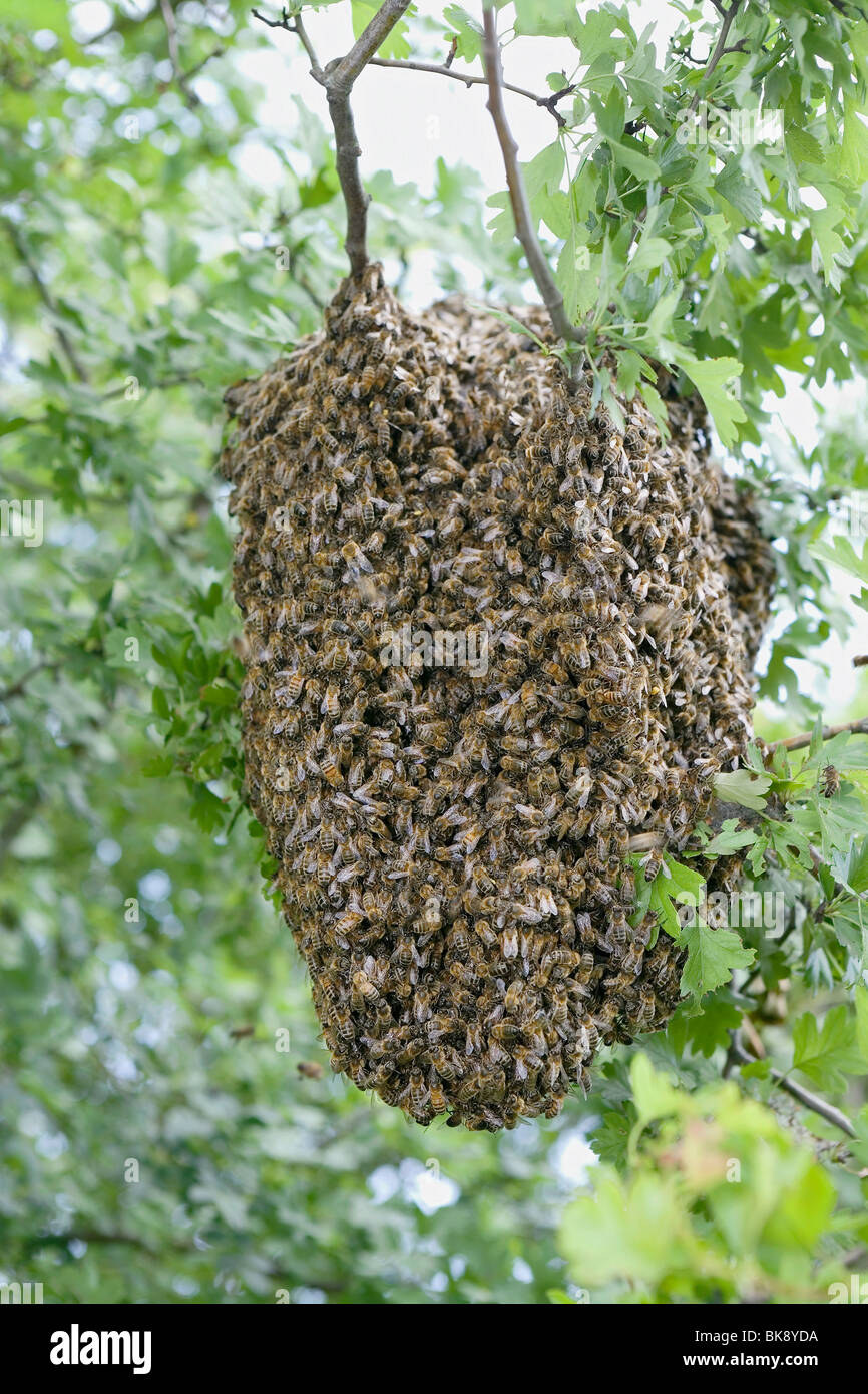 Swarm Stock Photo