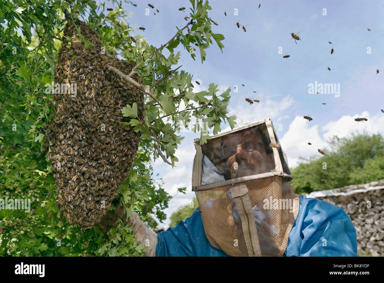 Removing a bee's nest Stock Photo Alamy