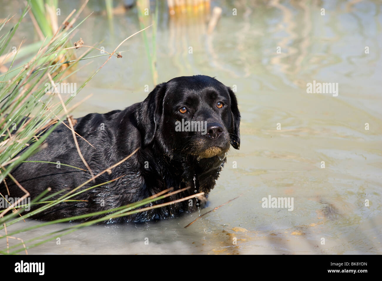 bathing Labrador Retriever Stock Photo Alamy