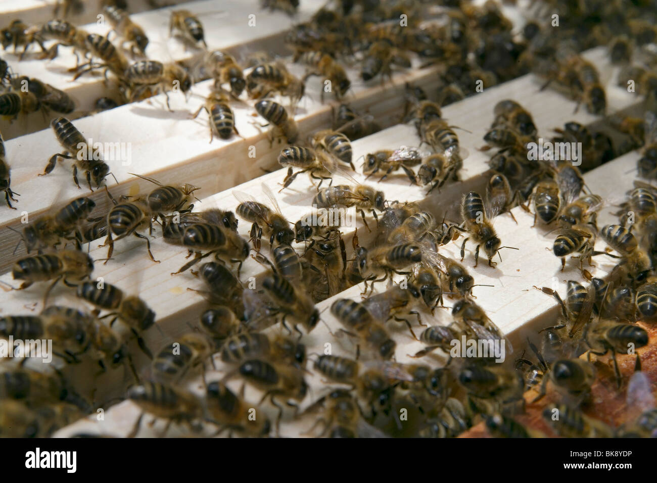 Bees Stock Photo