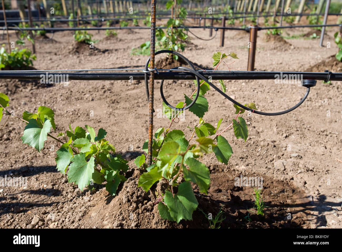 United States wine growing in California Stock Photo Alamy