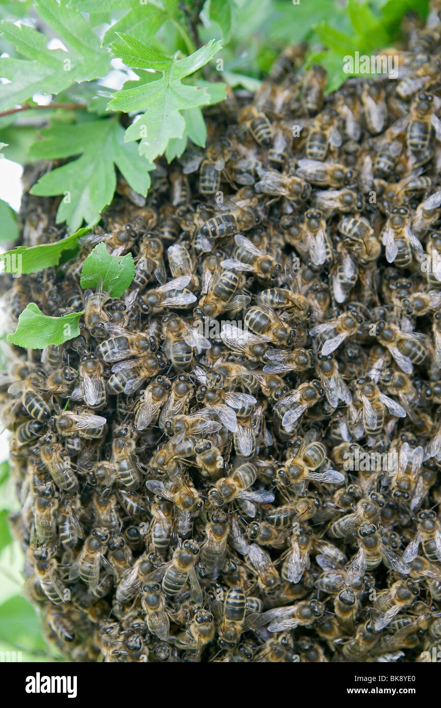 Bees Stock Photo