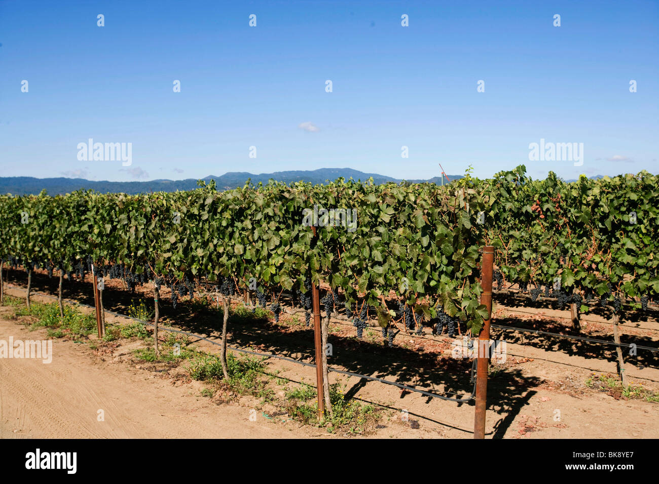 United States wine growing in California Stock Photo Alamy