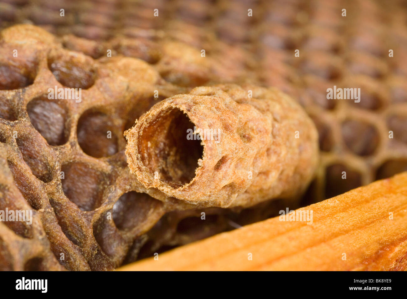 Bee Stock Photo