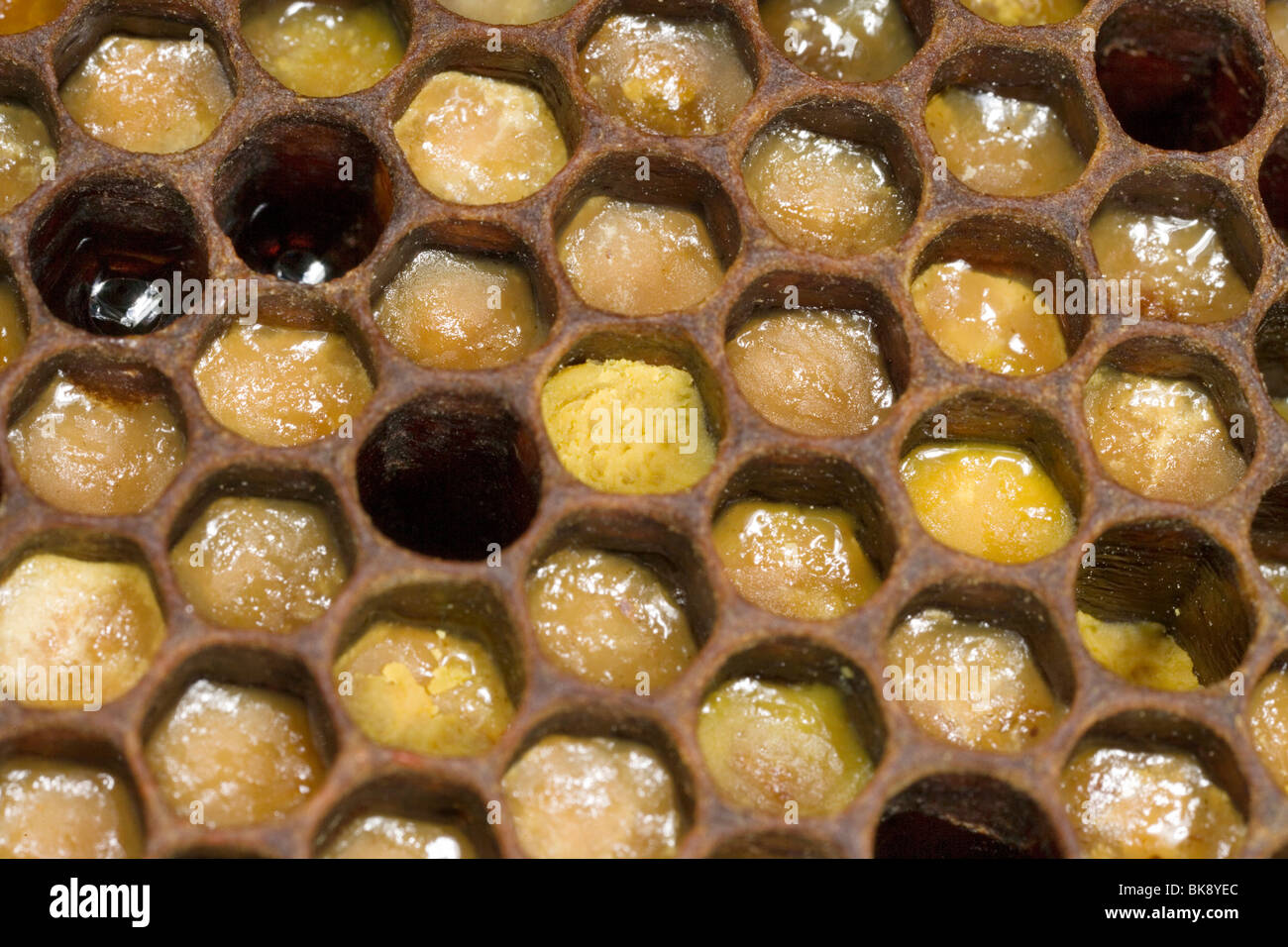 Bee Stock Photo