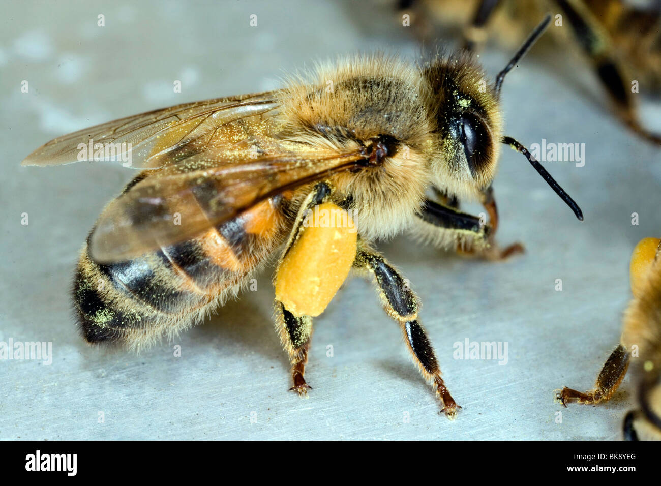 Bee Stock Photo