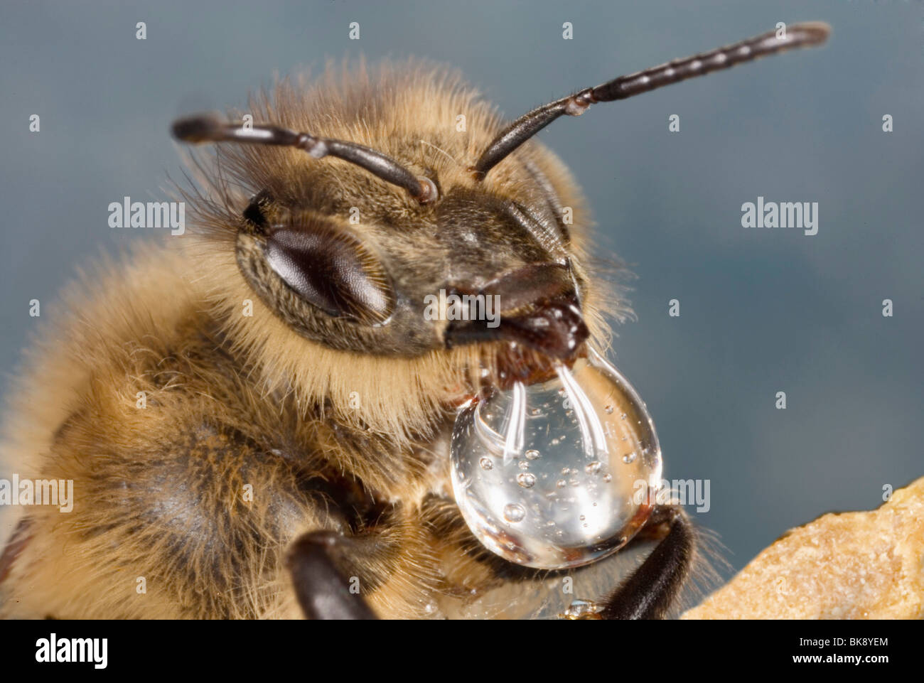 Bee Stock Photo