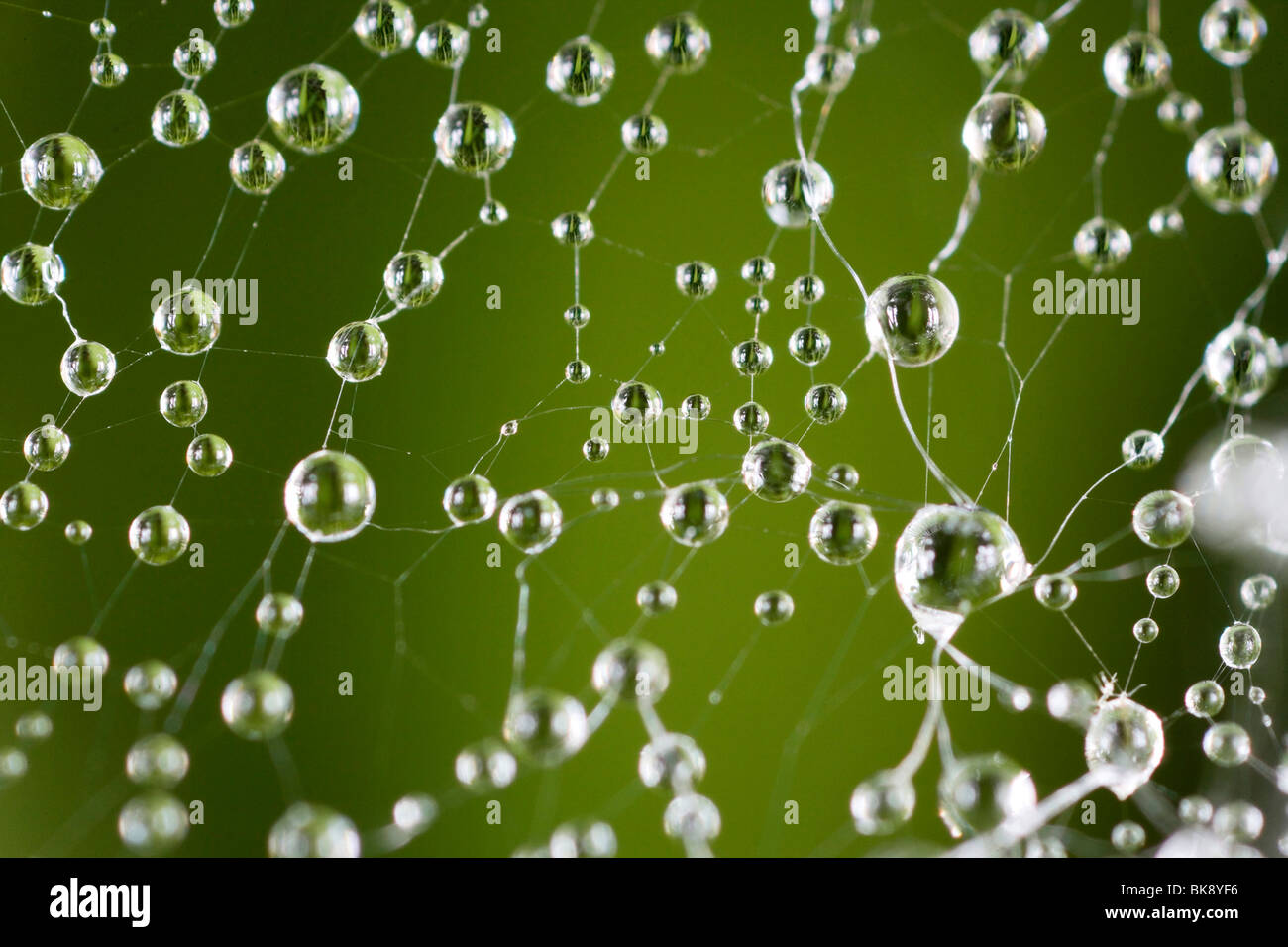 Dew Stock Photo