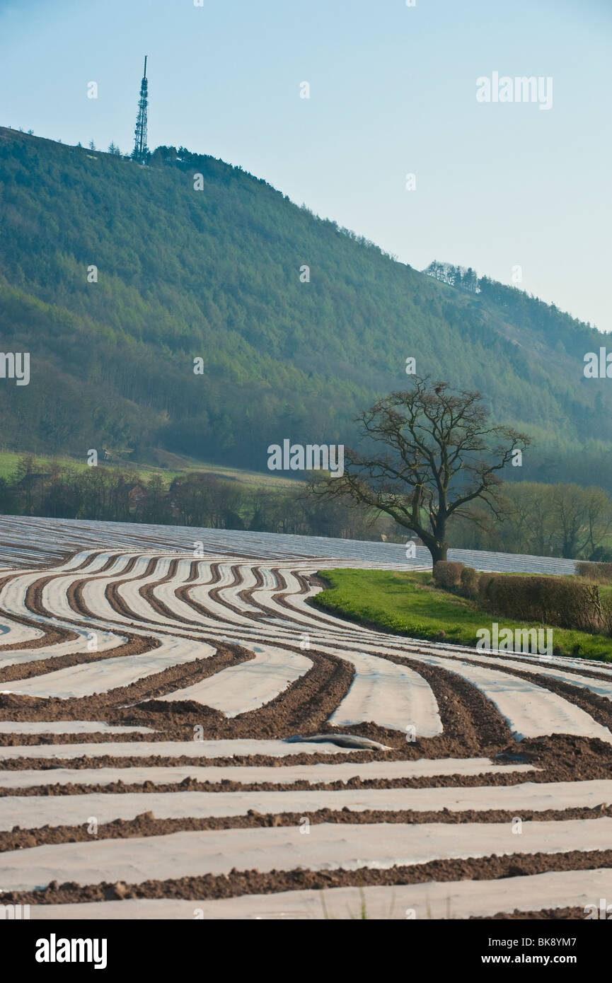 Clear plastic covering crops on a Shropshire farm under the Wrekin hill Stock Photo