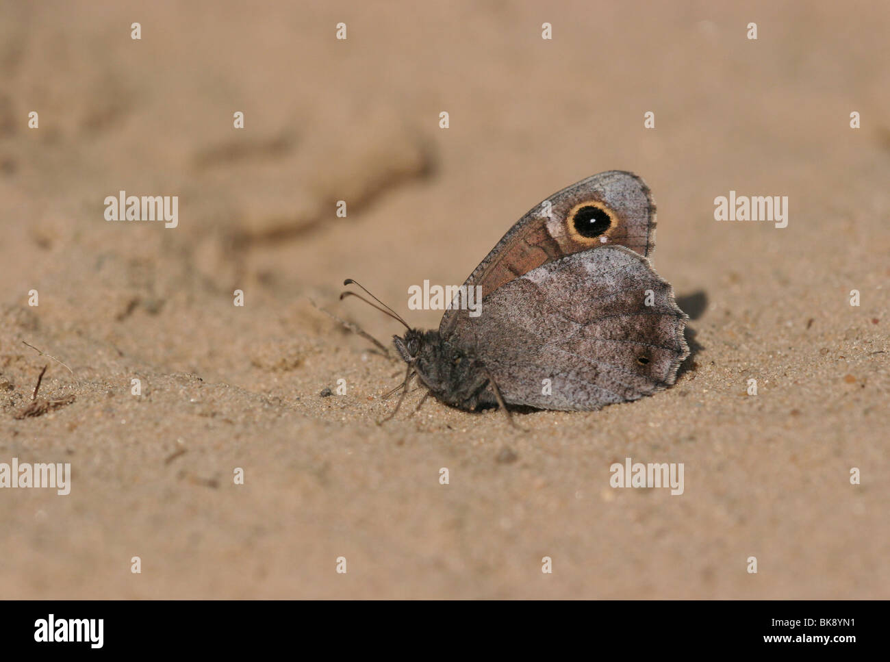 Tree Grayling on sand Stock Photo Alamy