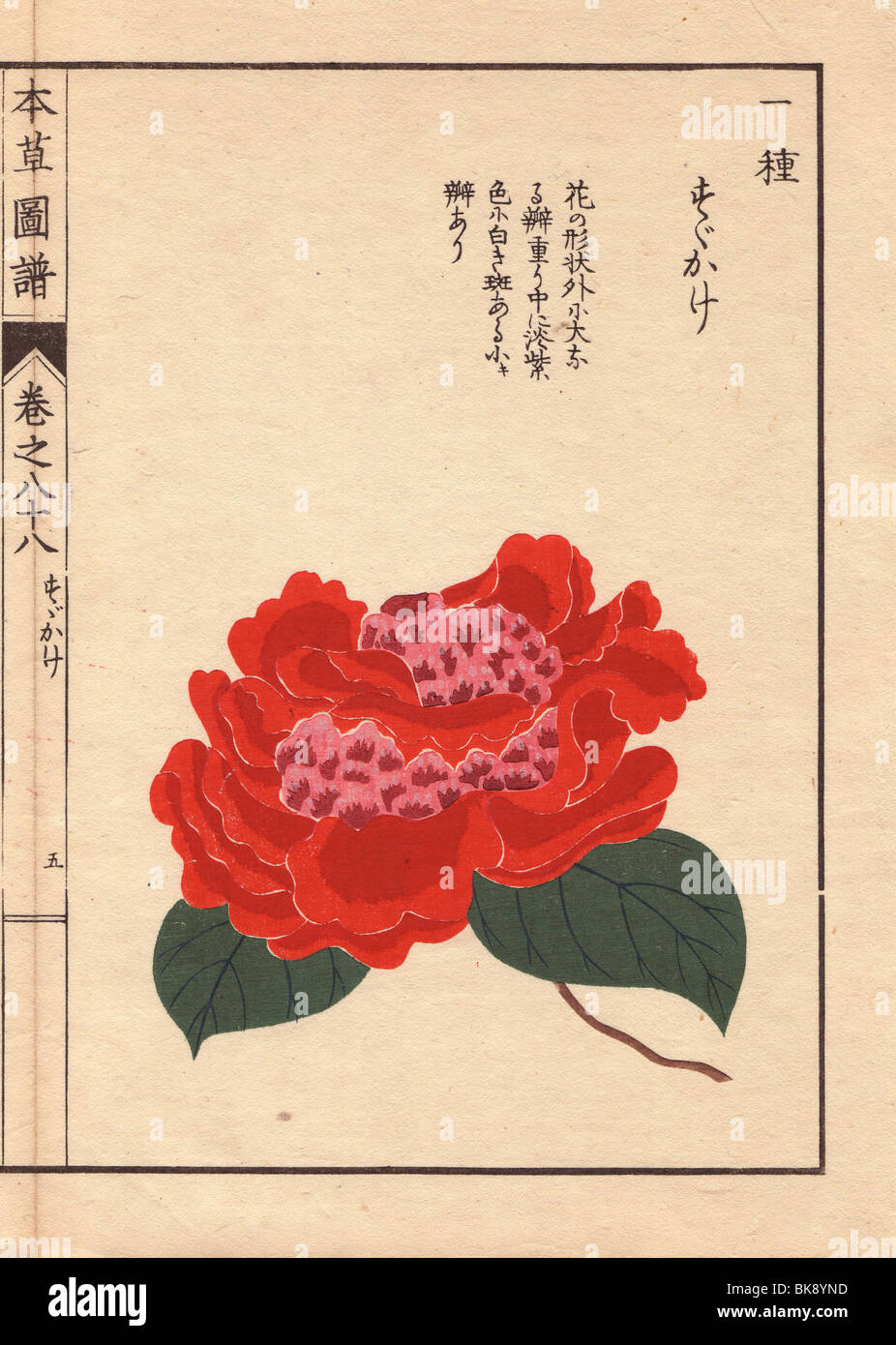 Crimson camellia 'Susukage'  Thea japonica Nois flore pleno forma Stock Photo