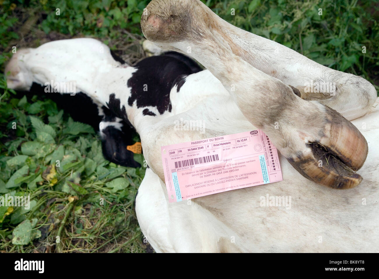 Holstein cow struck by lightning Stock Photo Alamy
