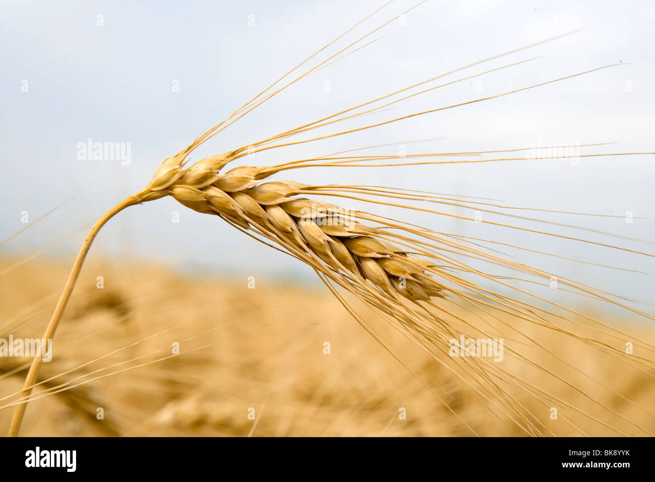 Durum wheat Stock Photo