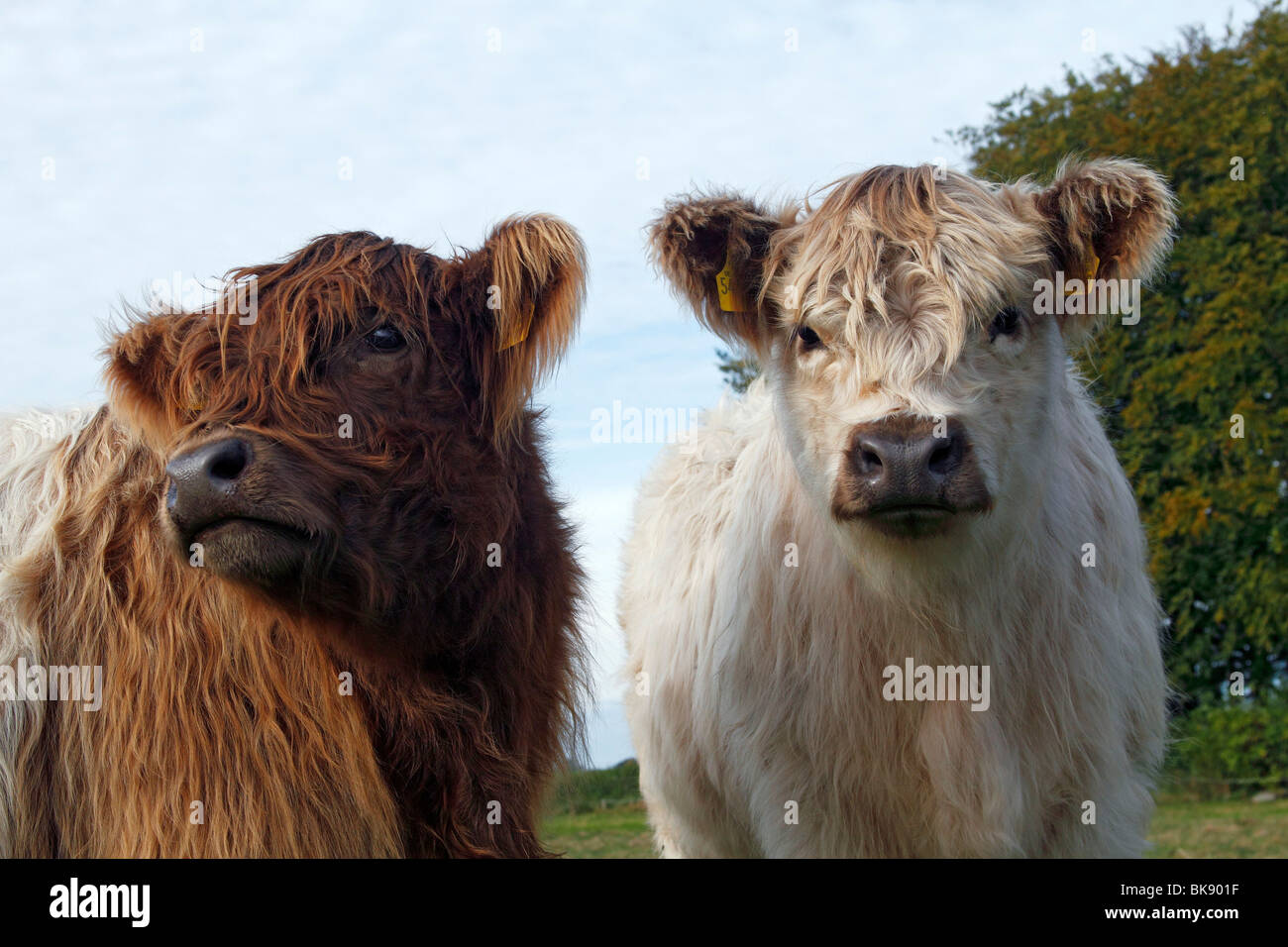 Two young Galloway cattles (Bos primigenius f. taurus) Stock Photo