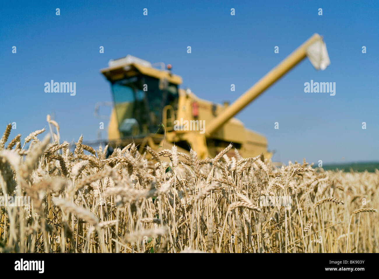 Corn field harvest hi-res stock photography and images - Alamy