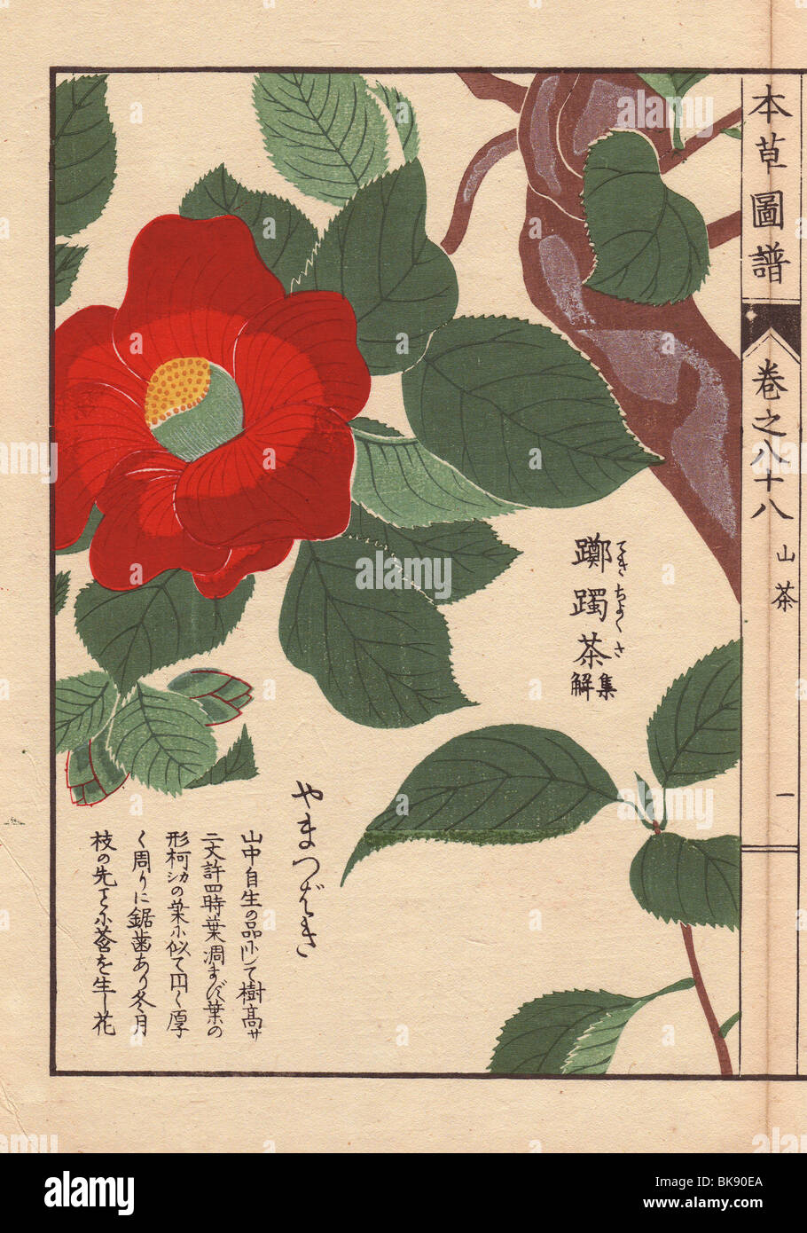 Crimson camellia 'Yama tsubaki'  Thea japonica Nois. forma Stock Photo