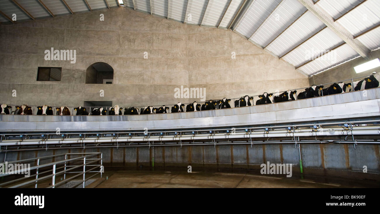 United dairy farm in california hires stock photography and images Alamy