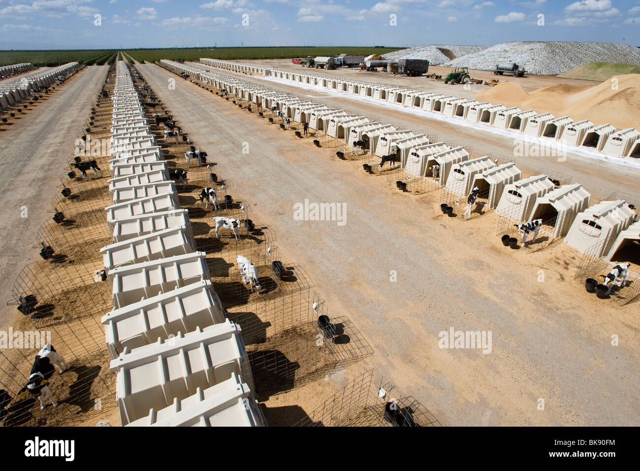 United States dairy farm in California Stock Photo Alamy