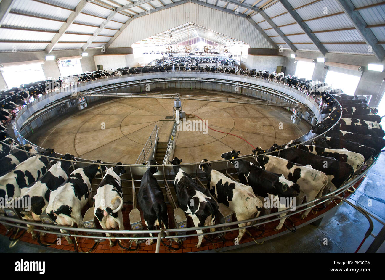 United States dairy farm in California Stock Photo Alamy