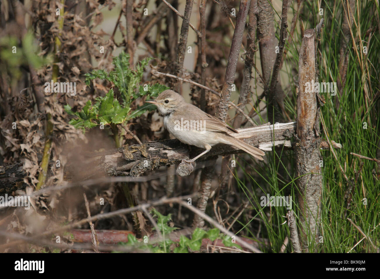 Booted Warbler Stock Photo