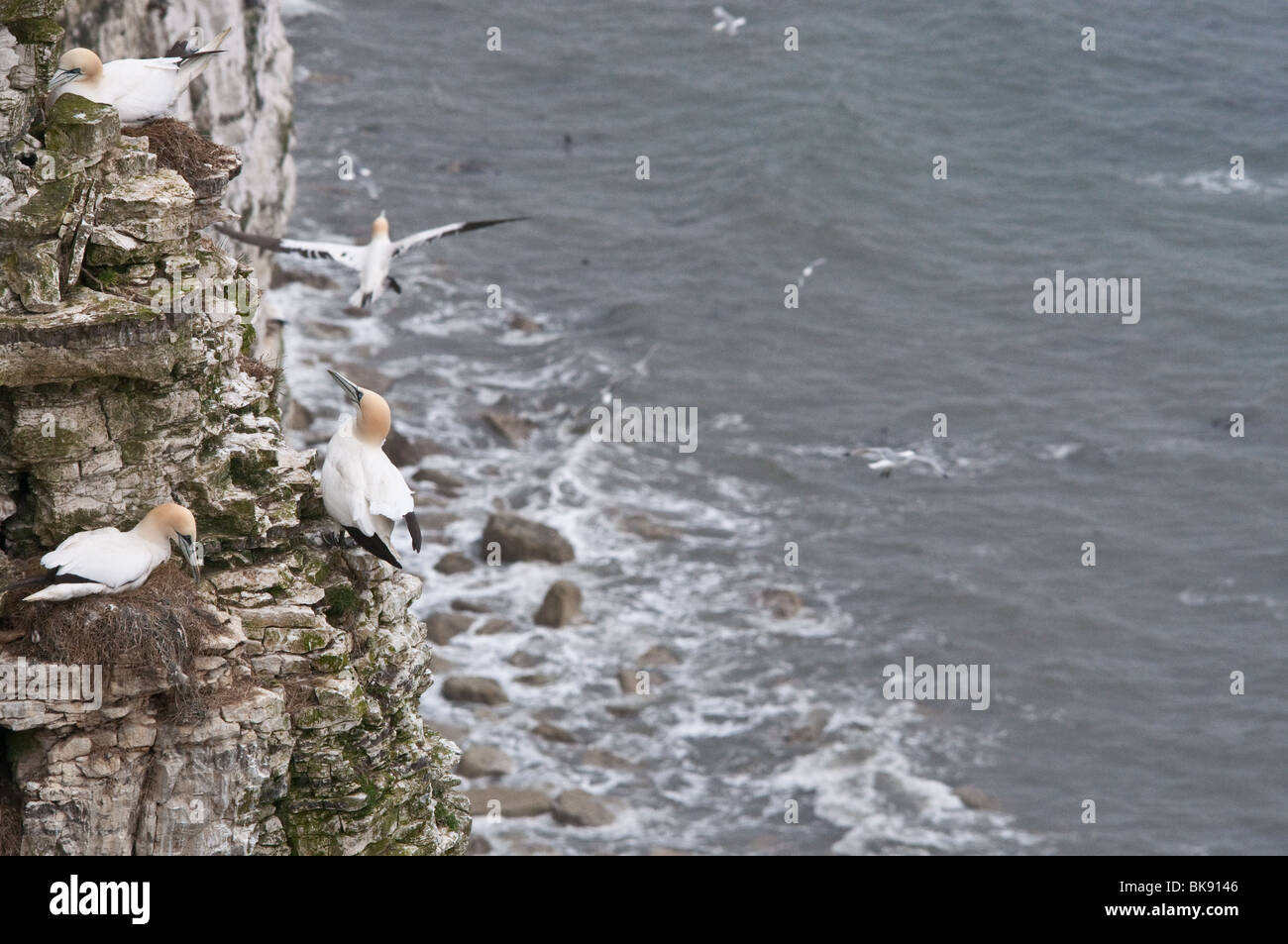 Gannets nesting on cliffs for DPS Stock Photo