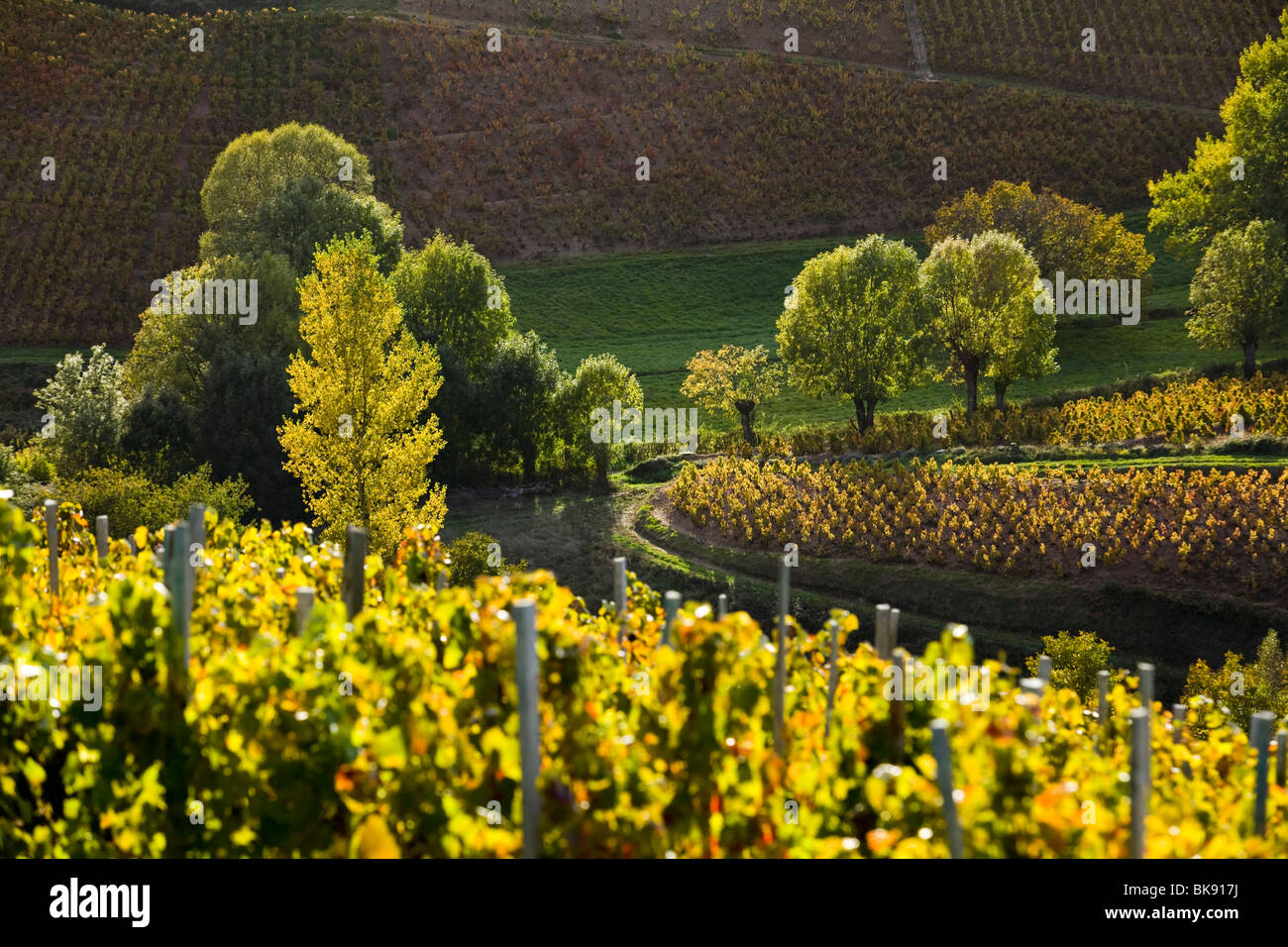 Vineyards in the beaujolais region 69 stock photo alamy