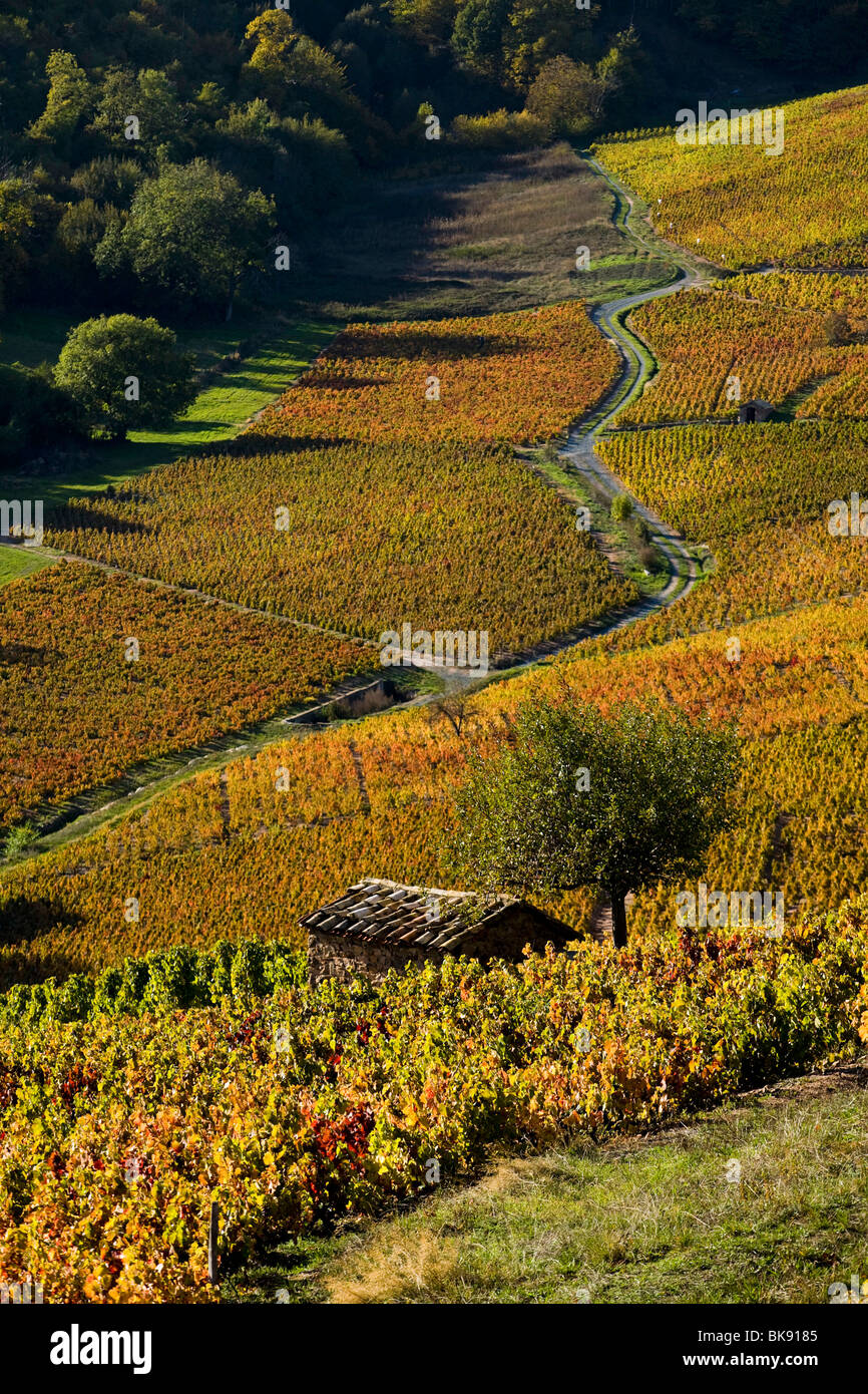 Vineyards in the Beaujolais region (69) Stock Photo