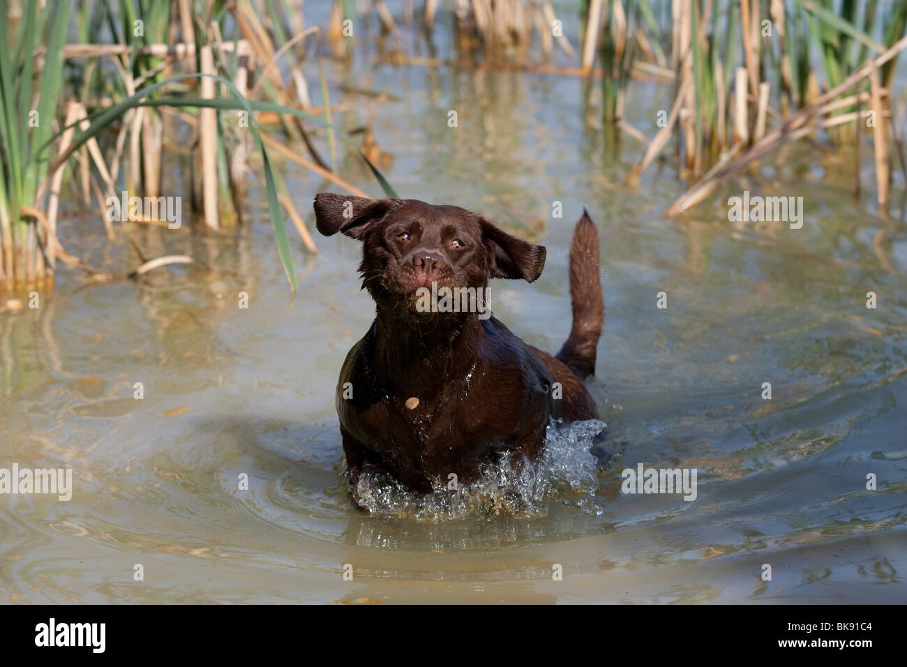 bathing Labrador Retriever Stock Photo Alamy