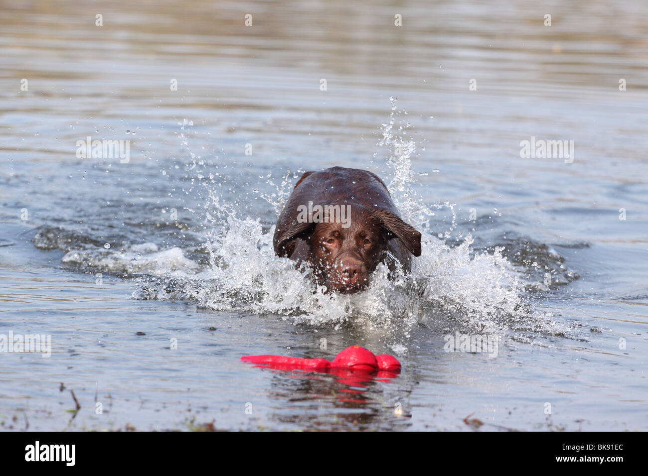 bathing Labrador Retriever Stock Photo Alamy