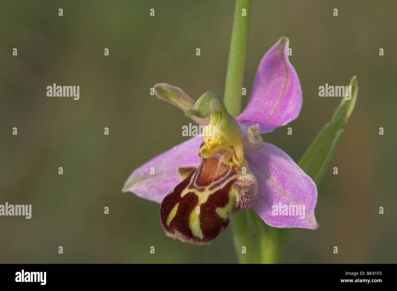Bee Orchid flower Stock Photo - Alamy