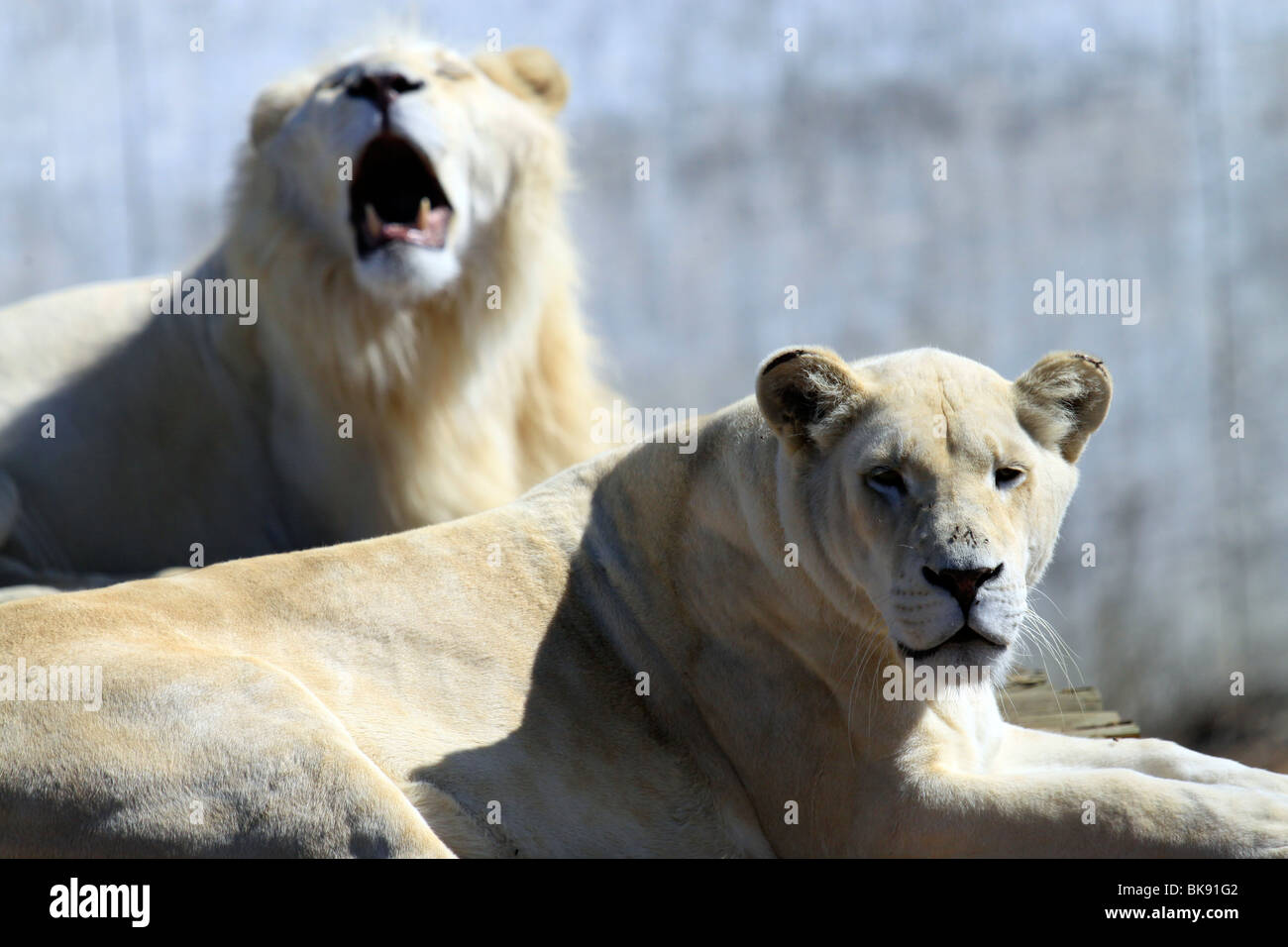 White lions lying in the sun at  Tygerberg Zoo .Panthera leo krugeri) Stock Photo