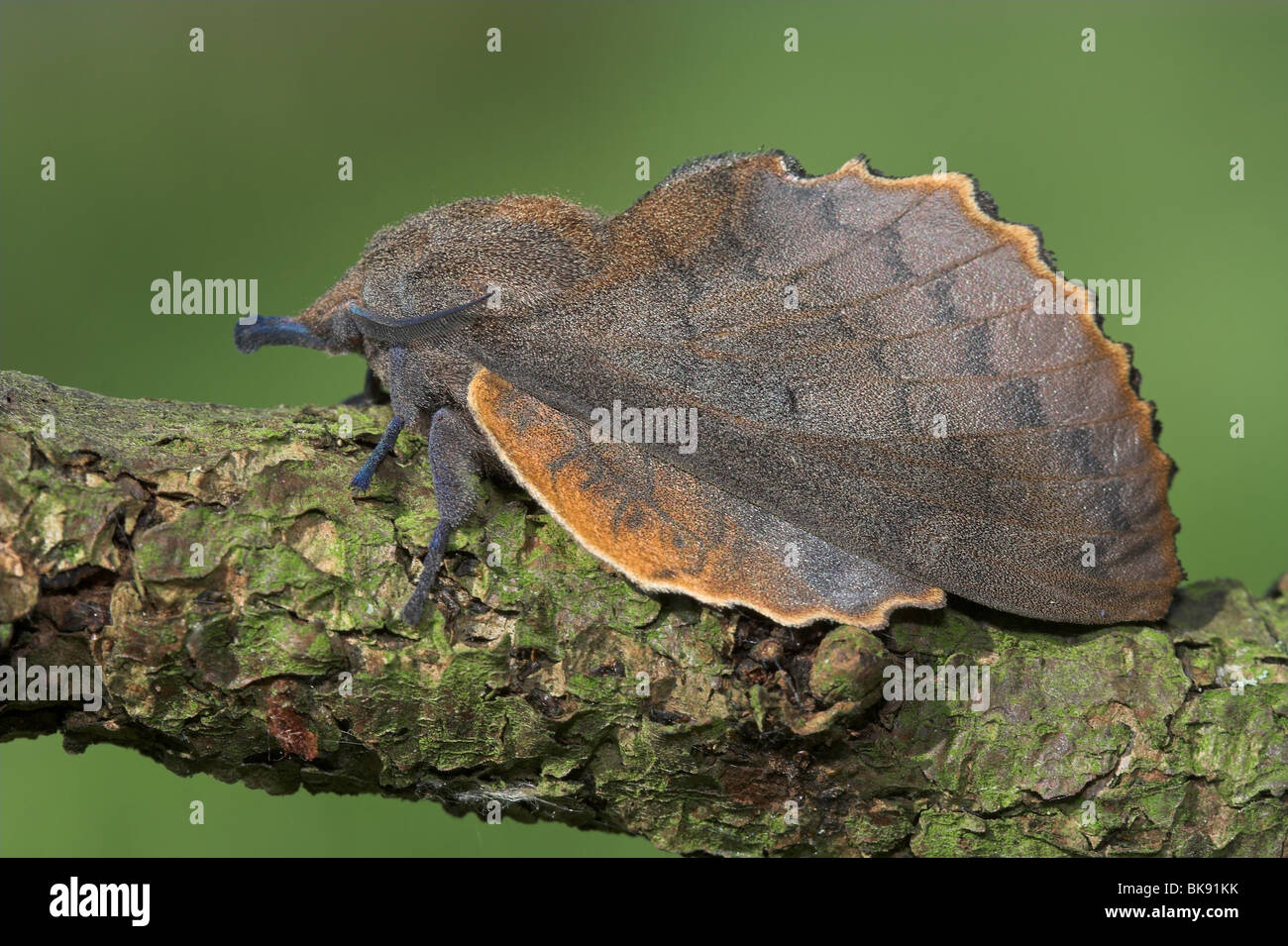 Lappet side view Stock Photo