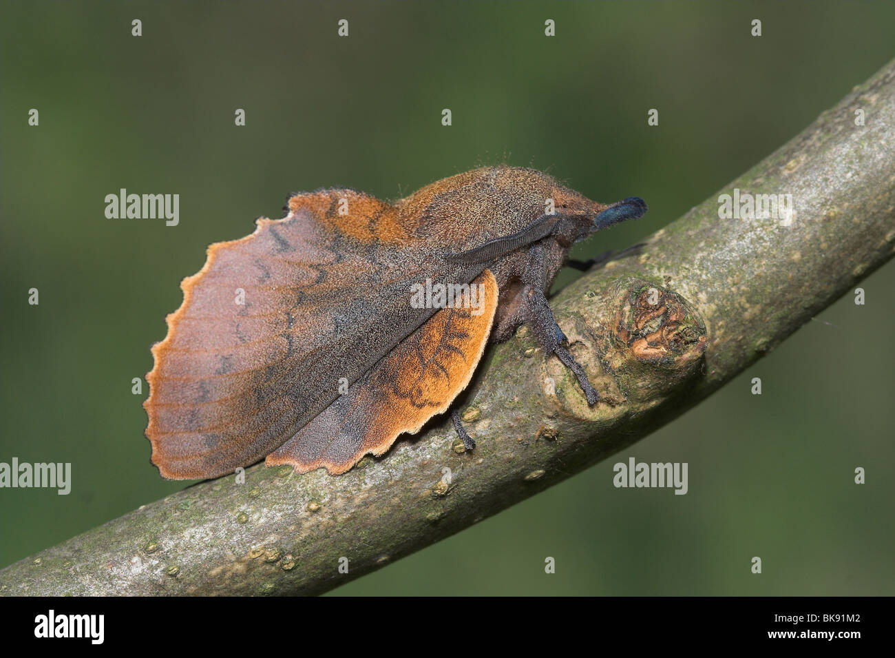 Lappet side view Stock Photo