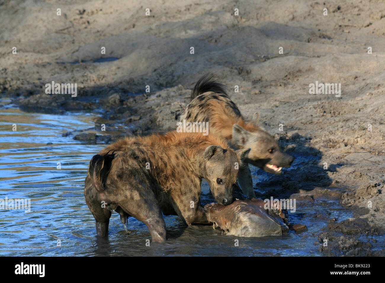 South Africa : Spotted Hyenas also known as Laughing Hyenas Stock Photo
