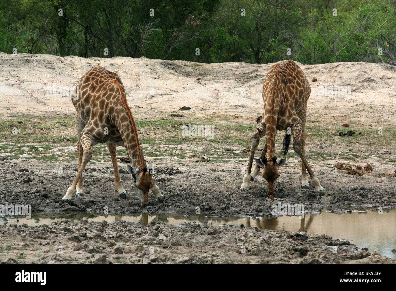 Photo giraffes hi-res stock photography and images - Alamy