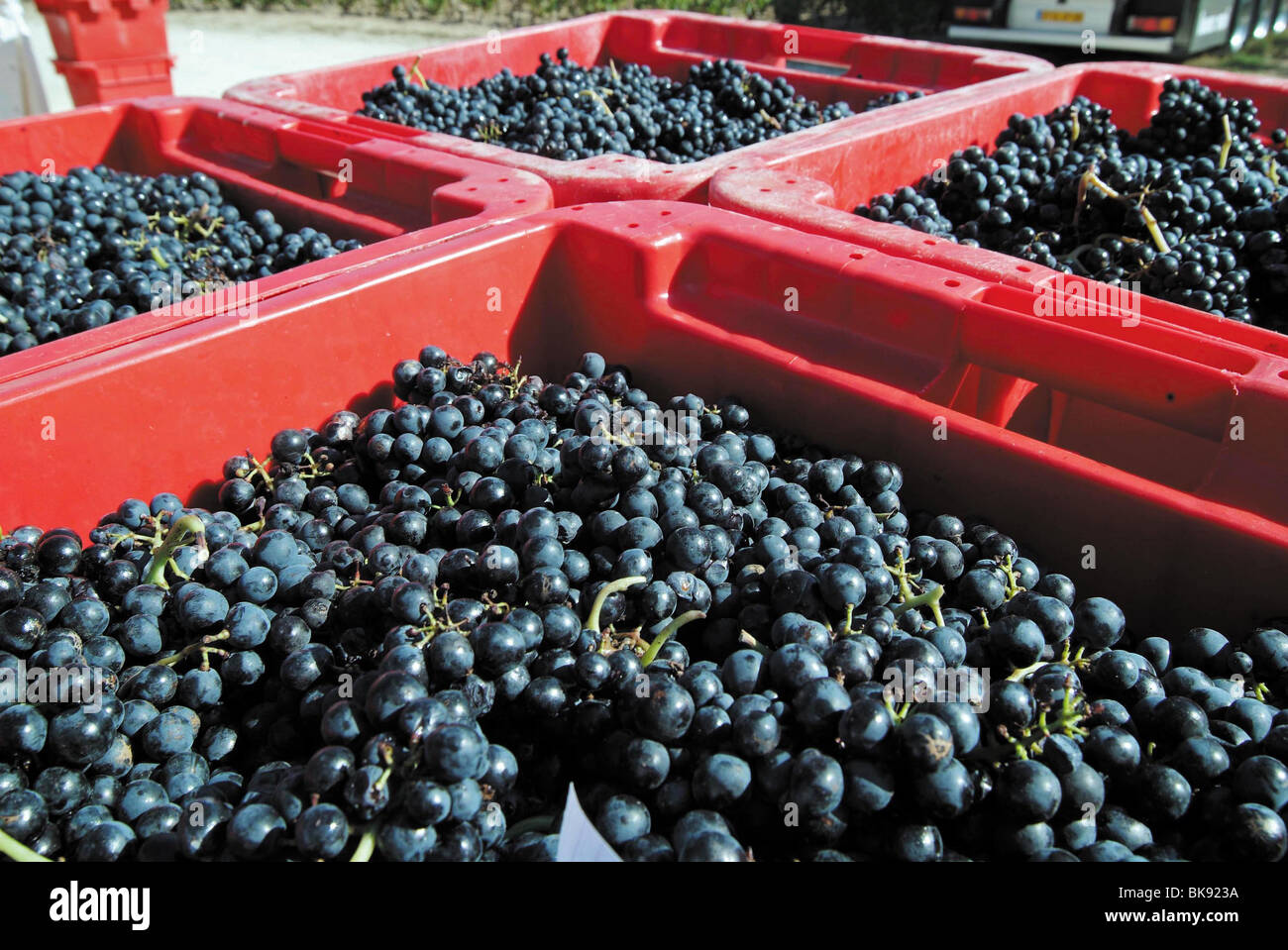 Lyon (69) : Grape harvest in the Beaujolais region Stock Photo
