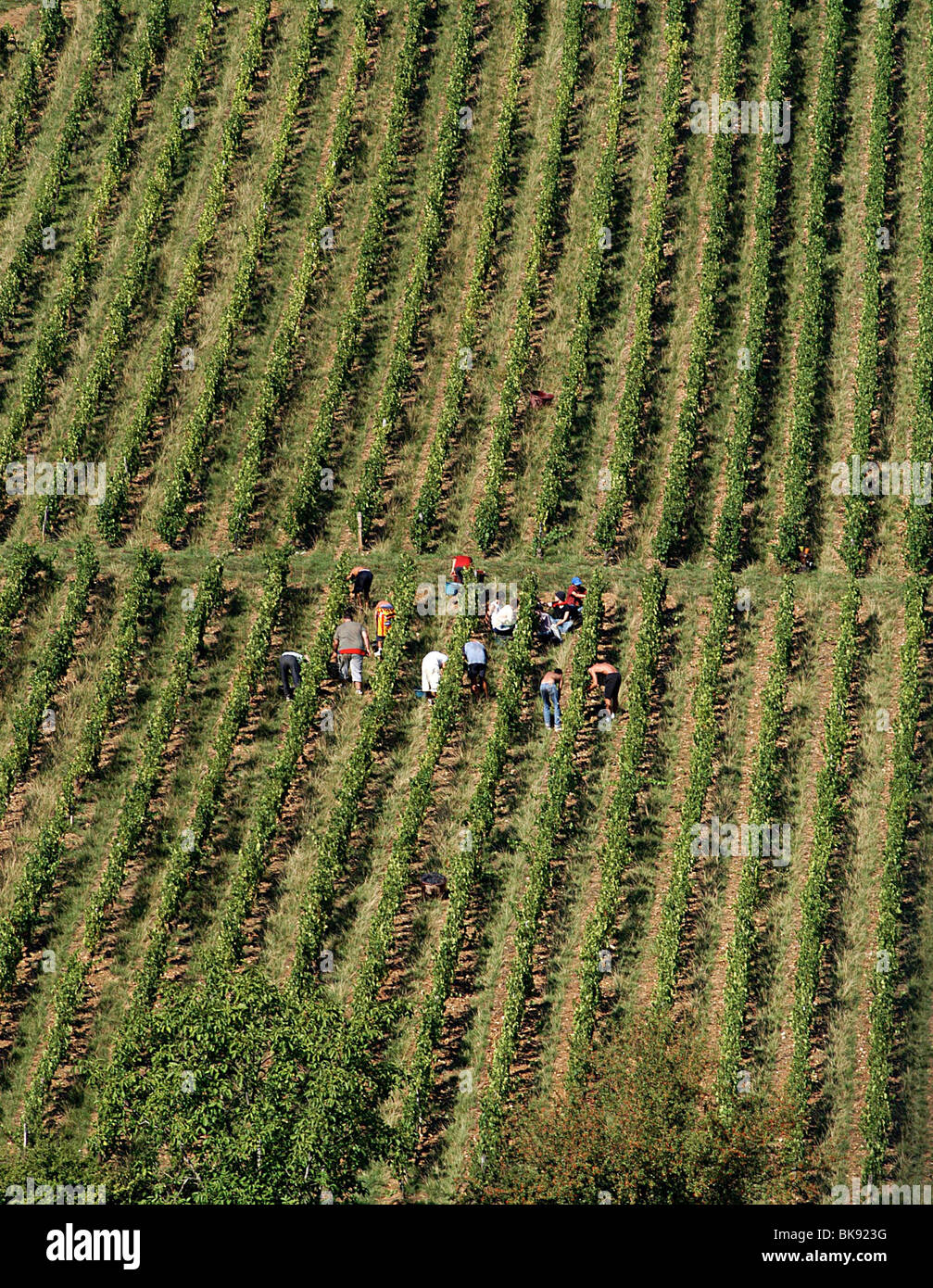 Lyon (69) : Grape harvest in the Beaujolais region Stock Photo