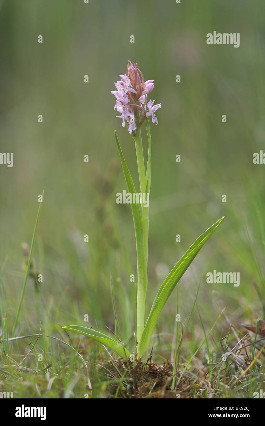 Early Marsh Orchid Stock Photo