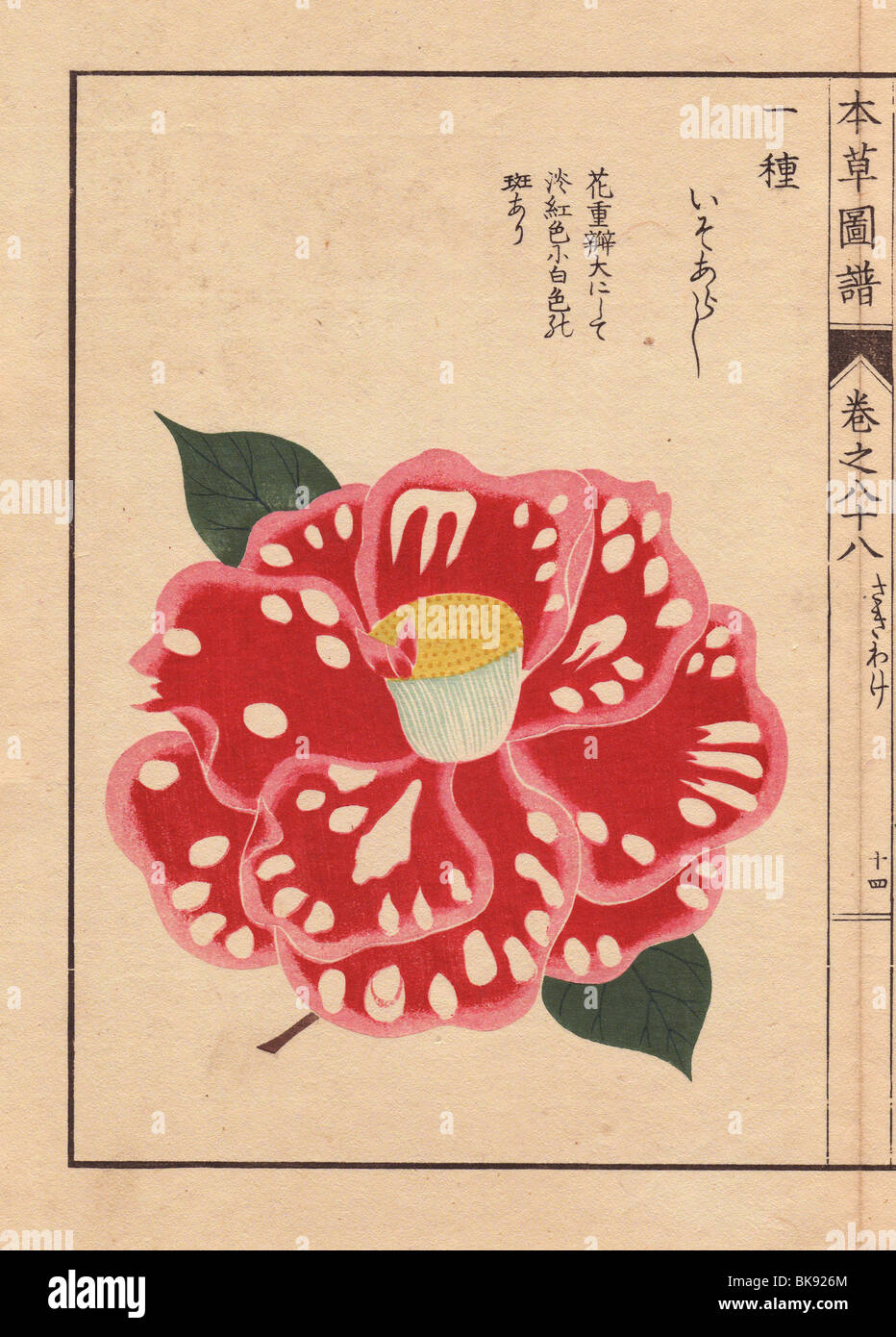 Polka-dot camellia 'Iso arashi'  Thea japonica Nois. forma Stock Photo