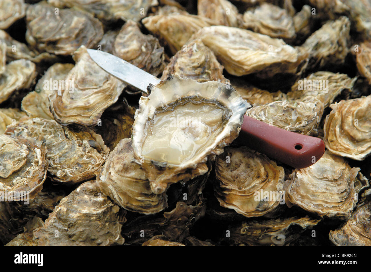 Fresh oyster Stock Photo