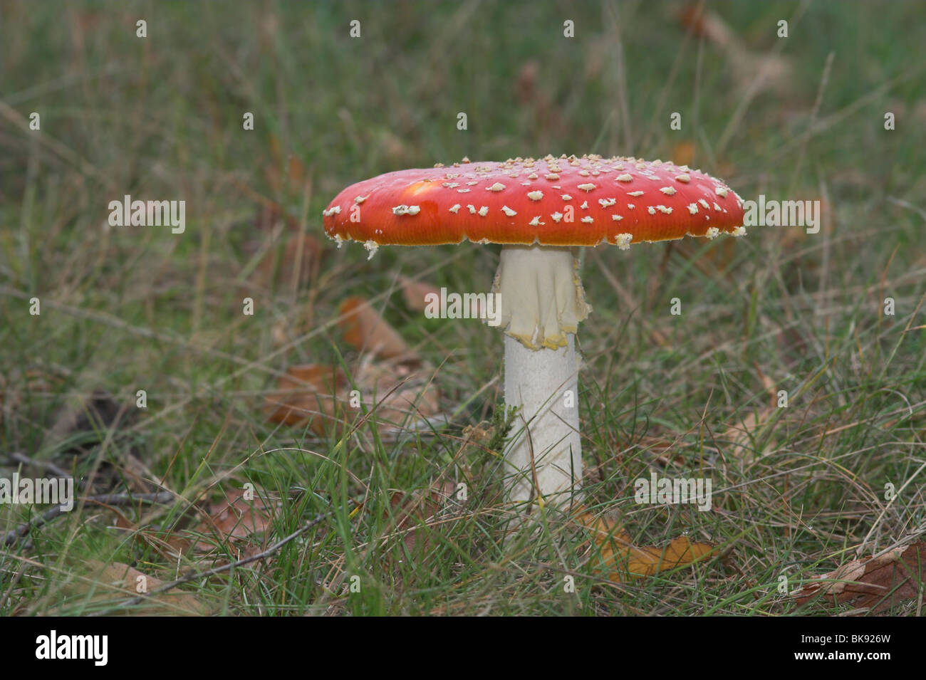 Manita hi-res stock photography and images - Alamy